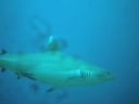 04-requin2.JPG