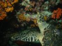 04-tortue.JPG