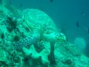 04-tortue2.JPG