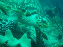 04-tortue3.JPG