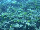 DSCN5049.jpg
