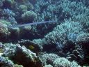 DSCN5075.jpg