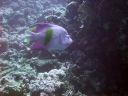 DSCN5272.jpg