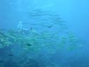 DSCN5389.jpg