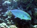 DSCN5511.jpg