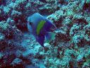 El_Nabaa_16_au_23-10-4_280829.JPG