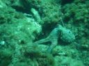 p0299-sous_l_eau-Poulpe.jpg