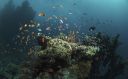 p27_Que_de_poissons.jpg