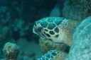 p28_Tete_de_tortues.jpg