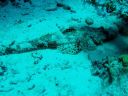 poisson_crocodile.jpg
